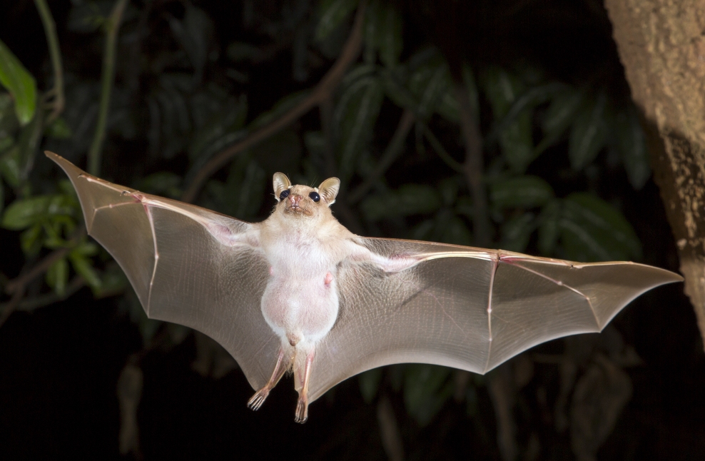 bat flying at night 2.jpg bat flying at night 2.jpg